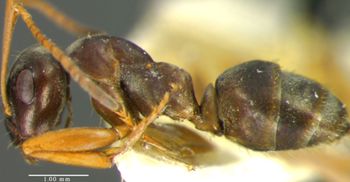Media type: image;   Entomology 8890 Aspect: habitus lateral view